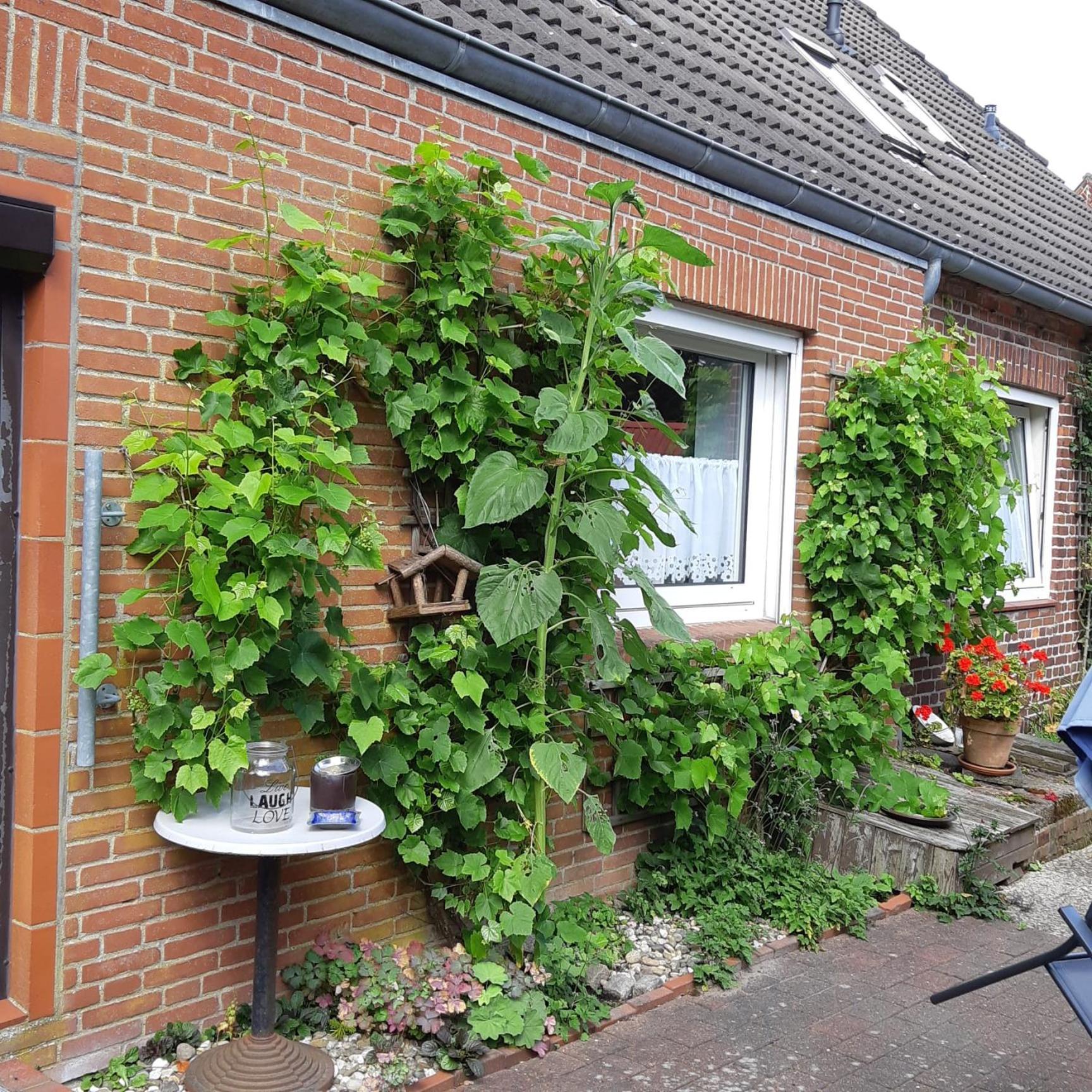 Nordseeferienhaus-Alma Niebull Bagian luar foto